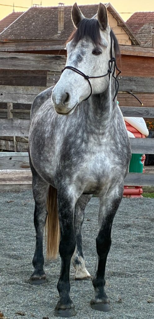 Equicoaching Jericho