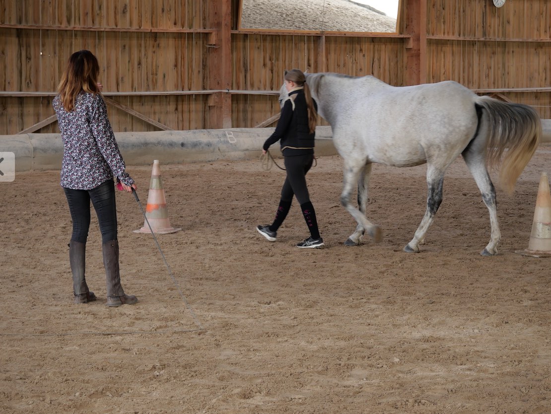 Séance Equicoaching individuel Ikuma Formation
